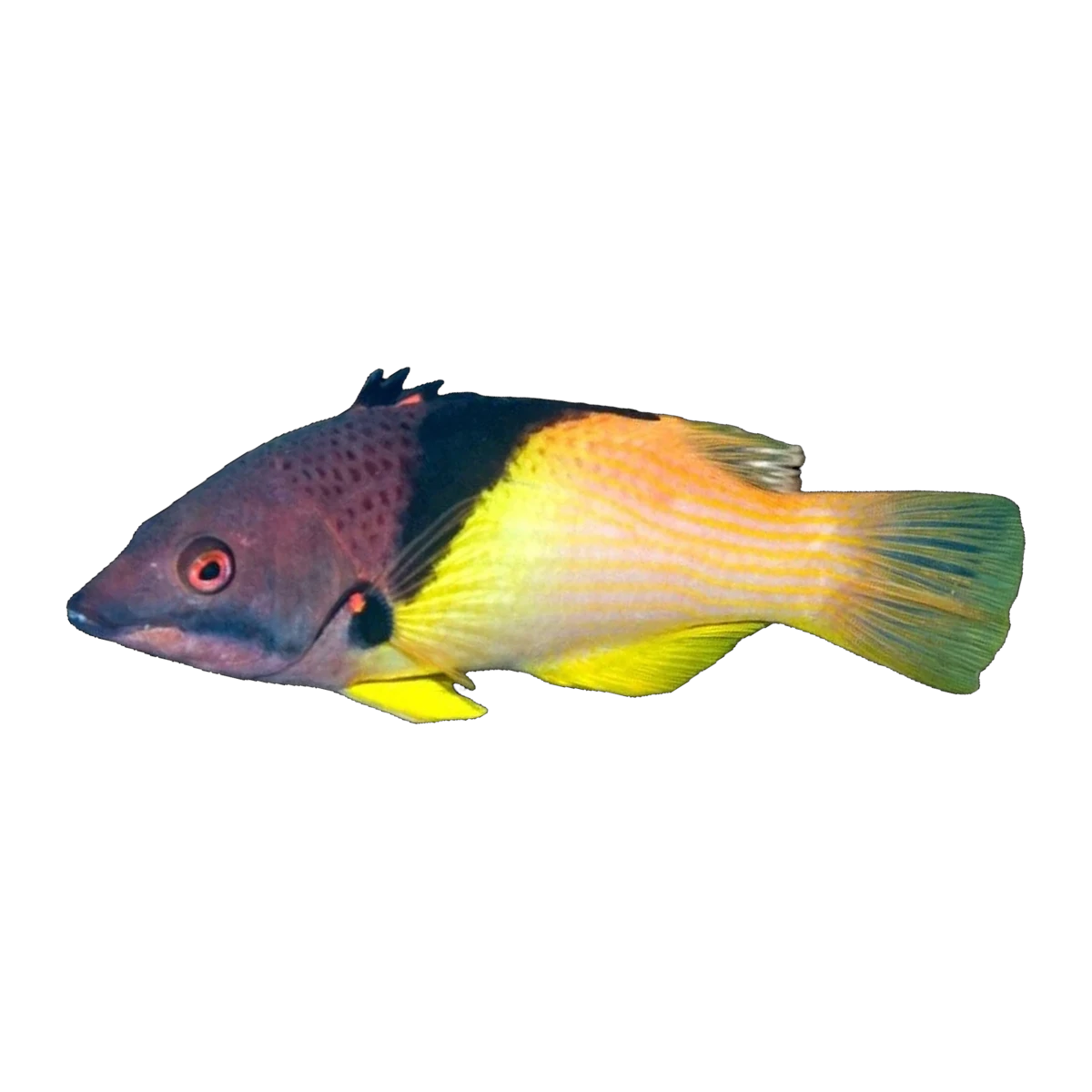 Coral Hogfish | Bodianus mesothorax