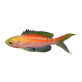 Coral Sea Anthias | Pseudanthias cf aurulentus