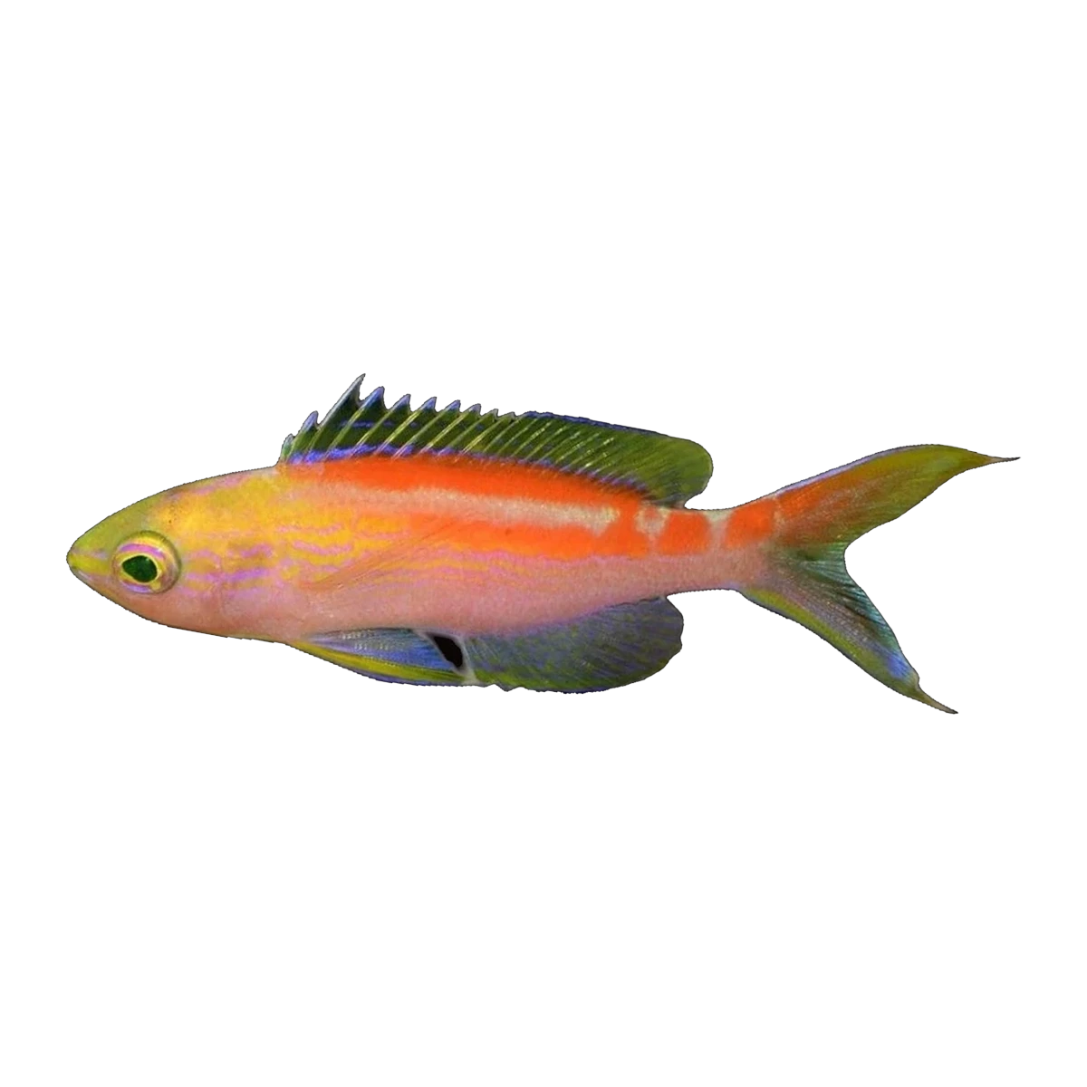 Coral Sea Anthias | Pseudanthias cf aurulentus