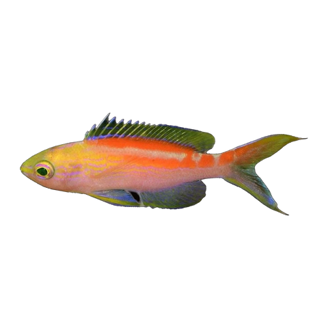 Coral Sea Anthias | Pseudanthias cf aurulentus