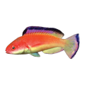 Coral Sea Fairy Wrasse | Cirrhilabrus bathyphilus