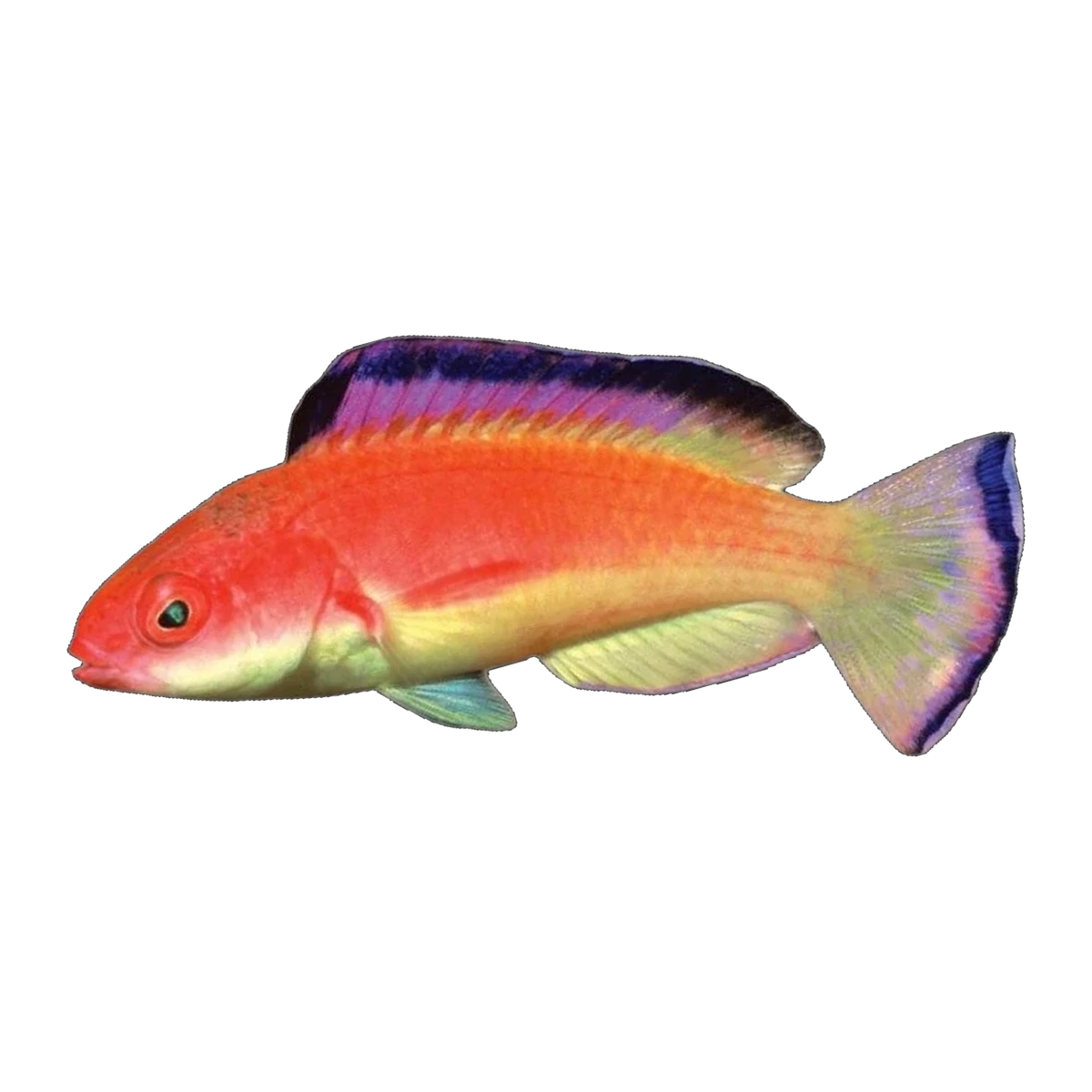 Coral Sea Fairy Wrasse | Cirrhilabrus bathyphilus