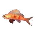 Coral Sea Sailfin Anthias | Rabaulichthys squirei