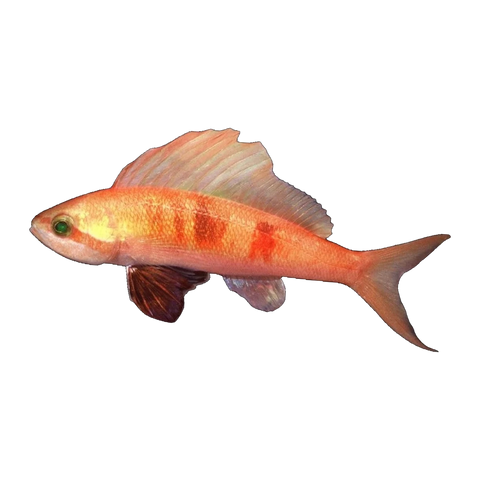 Coral Sea Sailfin Anthias | Rabaulichthys squirei