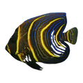 Cortez Angelfish juvenile | Pomacanthus zonipectus