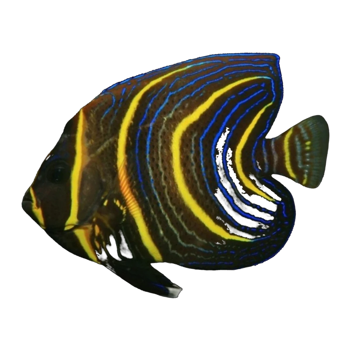 Cortez Angelfish juvenile | Pomacanthus zonipectus