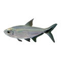 Costae Tetra