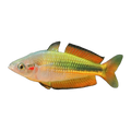 Crimson Spot Rainbowfish