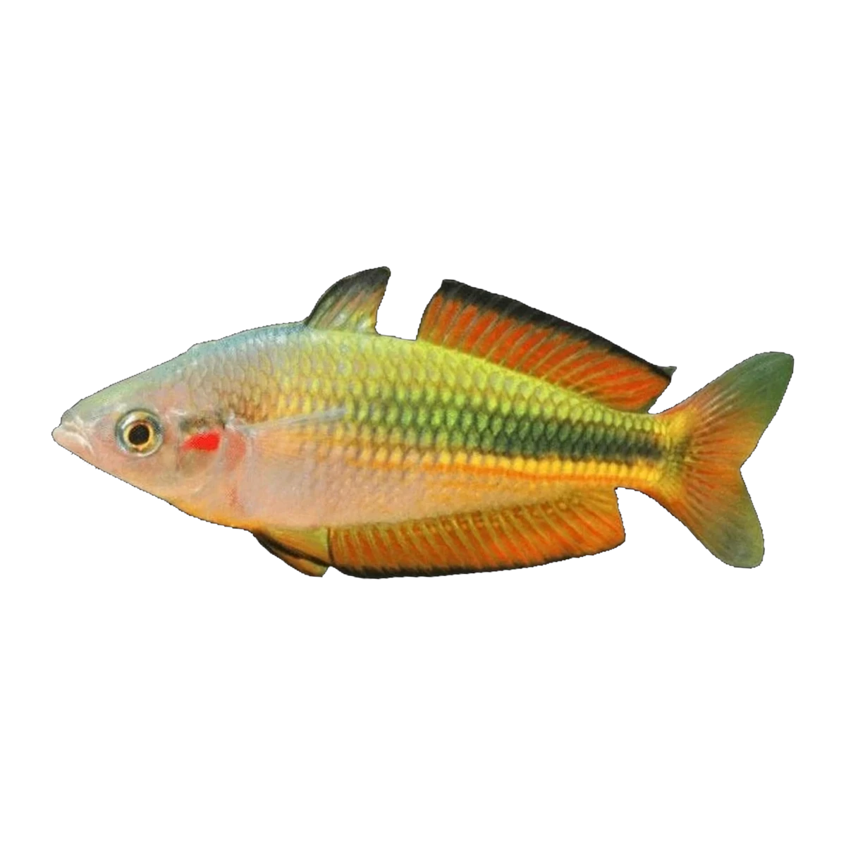 Crimson Spot Rainbowfish