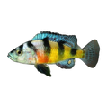 Crimson Tide Cichlid (Maylandia sp. 'Crimson Tide'), side profile facing right