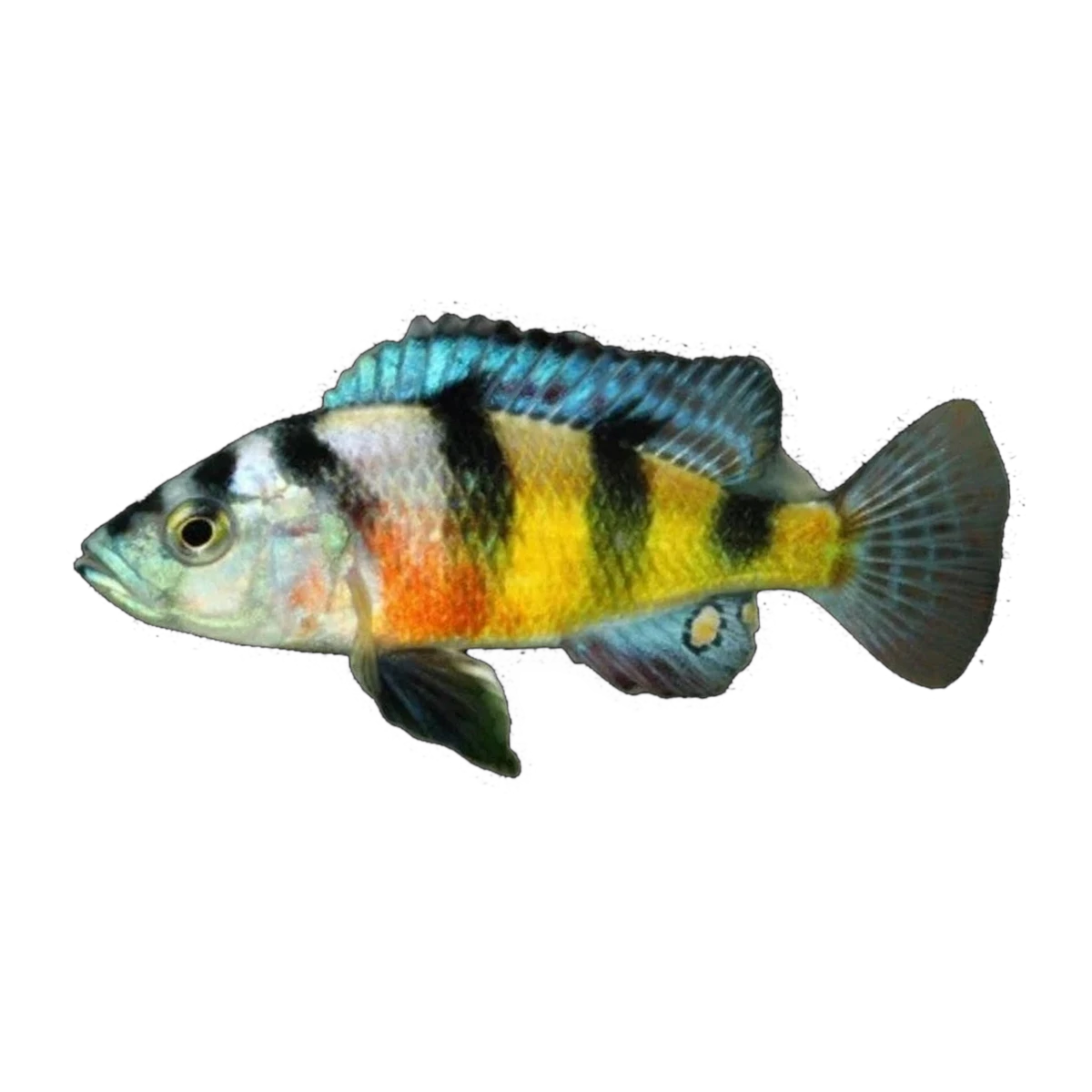 Crimson Tide Cichlid (Maylandia sp. 'Crimson Tide'), side profile facing right