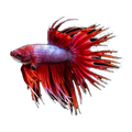 Crown Tail Male Fighting Fish | Betta splendens