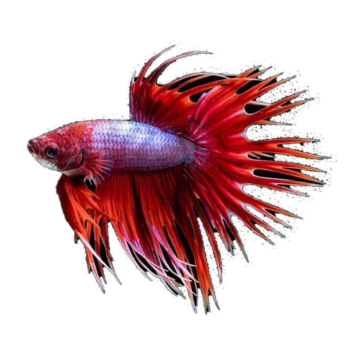Crown Tail Male Fighting Fish | Betta splendens