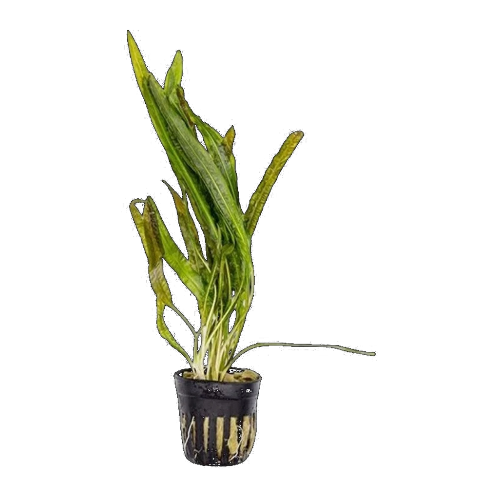 Cryptocoryne Balansae