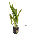 Cryptocoryne Balansae