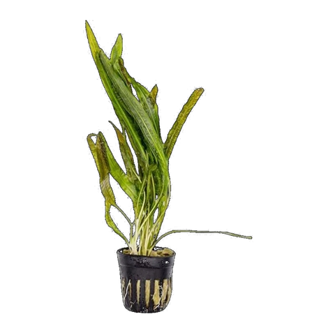 Cryptocoryne Balansae