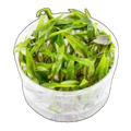 Cryptocoryne Beckettii