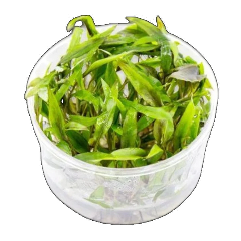 Cryptocoryne Beckettii