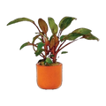 Cryptocoryne Brown Wendtii