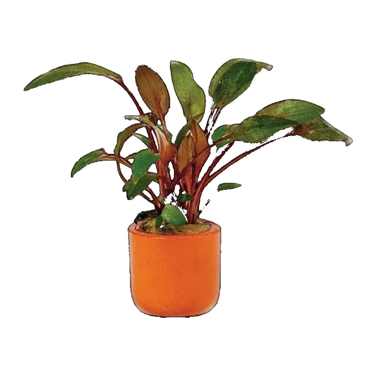 Cryptocoryne Brown Wendtii