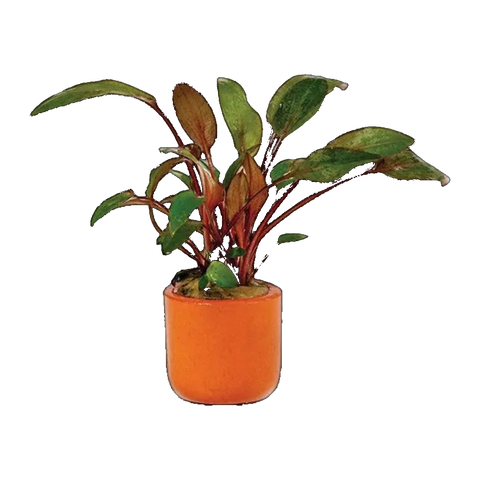 Cryptocoryne Brown Wendtii