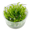 Cryptocoryne Green Gecko | Cryptocoryne wendtii 'Green Gecko'