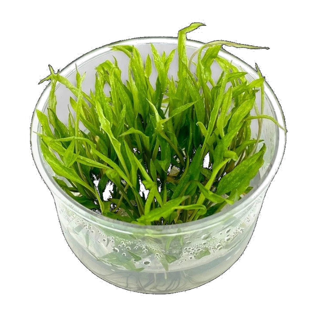 Cryptocoryne Green Gecko | Cryptocoryne wendtii 'Green Gecko'