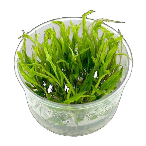 Cryptocoryne Green Gecko | Cryptocoryne wendtii 'Green Gecko'
