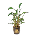 Cryptocoryne Lutea | Cryptocoryne walkeri