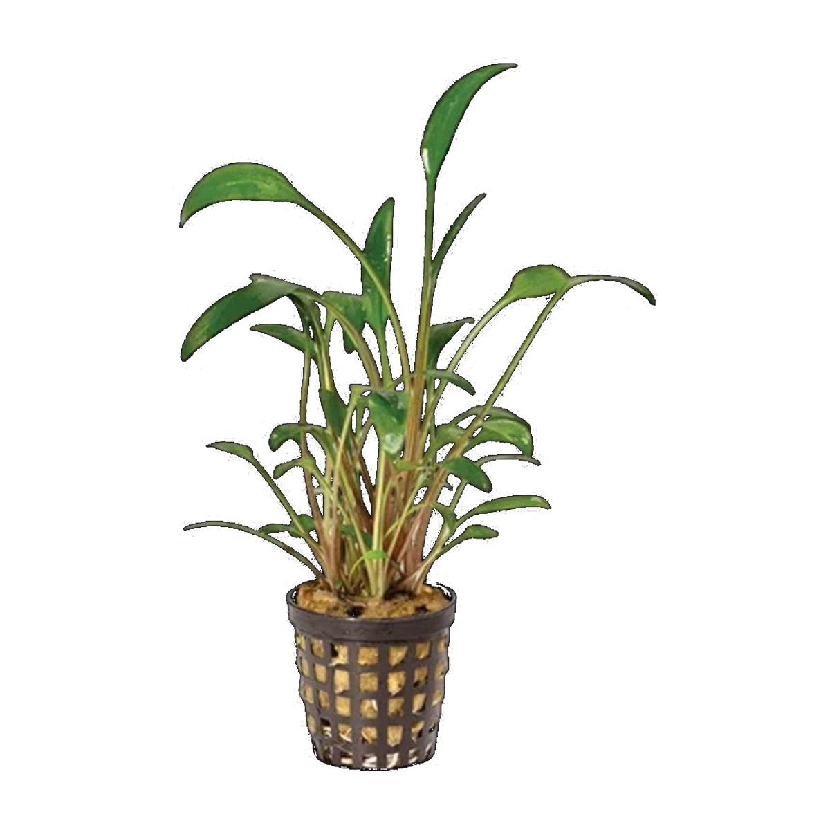 Cryptocoryne Lutea | Cryptocoryne walkeri