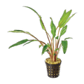 Cryptocoryne Lutea Jumbo | Cryptocoryne walkeri | Plastic Pot