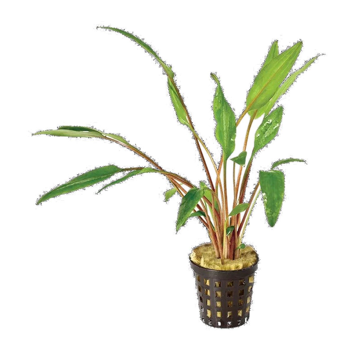 Cryptocoryne Lutea Jumbo | Cryptocoryne walkeri | Plastic Pot