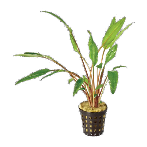 Cryptocoryne Lutea Jumbo | Cryptocoryne walkeri | Plastic Pot