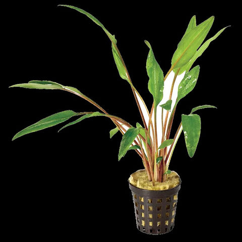 Cryptocoryne Lutea Jumbo | Cryptocoryne walkeri | Plastic Pot