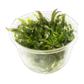 Cryptocoryne Mi Oya | Cryptocoryne wendtii 'Mi Oya'
