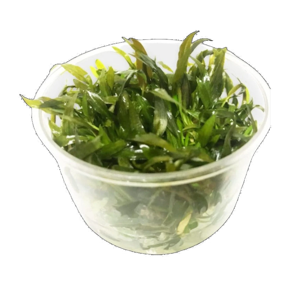 Cryptocoryne Mi Oya | Cryptocoryne wendtii 'Mi Oya'