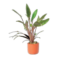 Cryptocoryne Petchii In Terracotta Pot | Cryptocoryne beckettii 'Petchii'