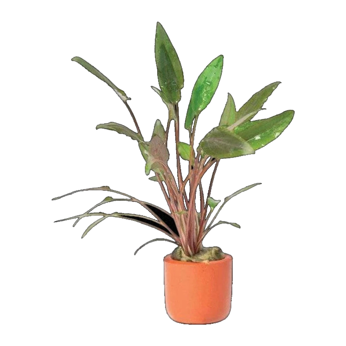 Cryptocoryne Petchii In Terracotta Pot | Cryptocoryne beckettii 'Petchii'