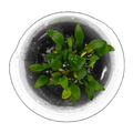 Cryptocoryne Pygmaea