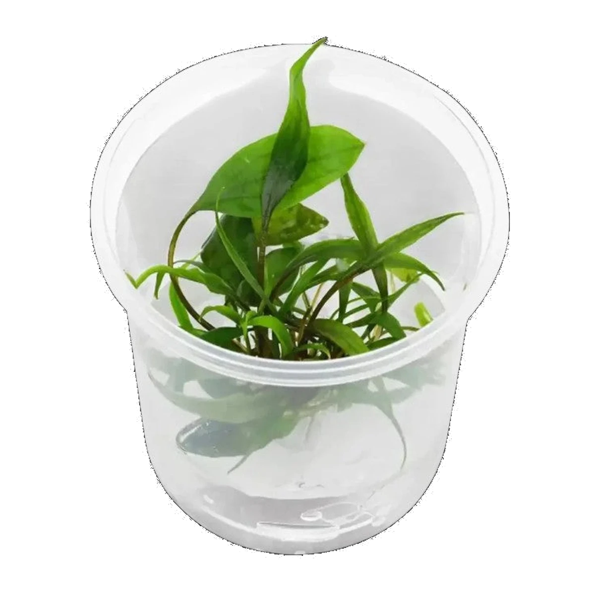 Cryptocoryne Tropica | Cryptocoryne wendtii 'Tropica'
