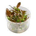 Cryptocoryne Undulata