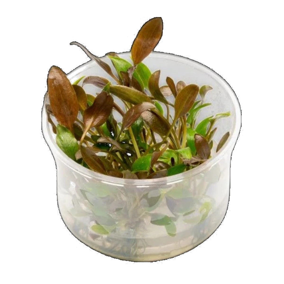 Cryptocoryne Undulata