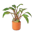 Cryptocoryne Undulata Red | Cryptocoryne undulata 'Red'