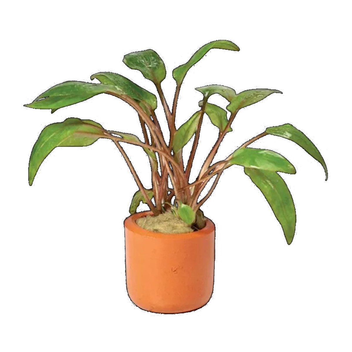 Cryptocoryne Undulata Red | Cryptocoryne undulata 'Red'