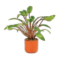 Cryptocoryne Wendtii | Cryptocoryne wendtii