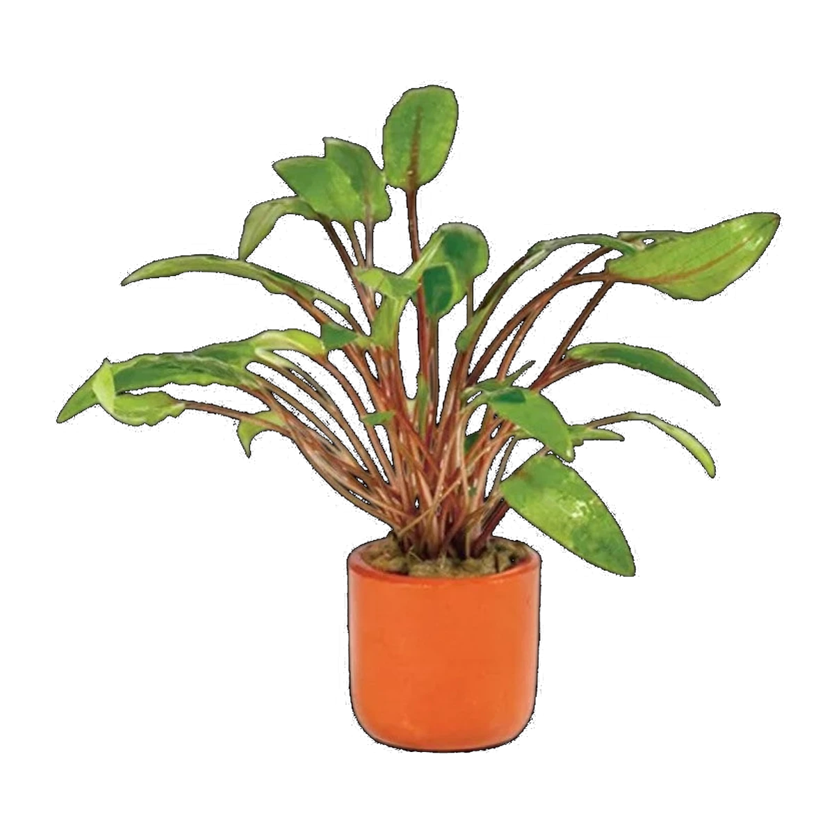 Cryptocoryne Wendtii | Cryptocoryne wendtii