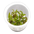 Cryptocoryne Wendtii Green | Cryptocoryne wendtii 'Green'