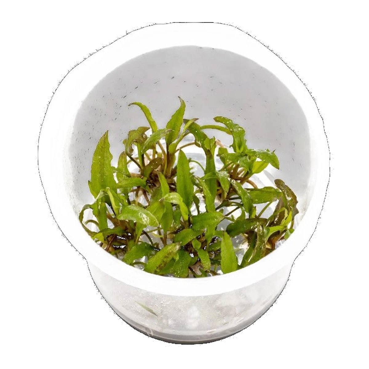 Cryptocoryne Wendtii Green | Cryptocoryne wendtii 'Green'