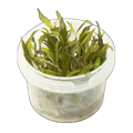 Cryptocoryne Wendtii Mauve Flush