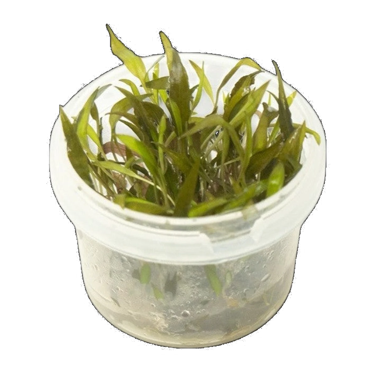 Cryptocoryne Wendtii Mauve Flush